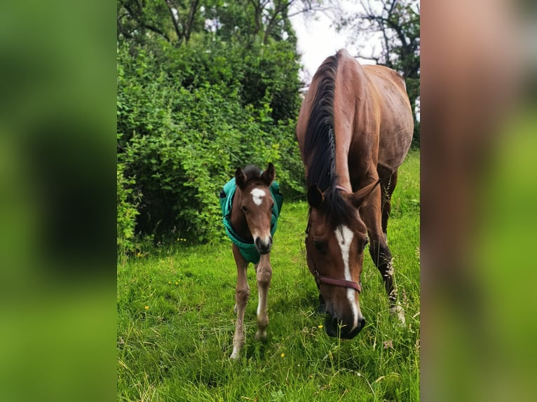 Mecklenburg Warmblood Mare 11 years 16 hh Brown-Light in Gera