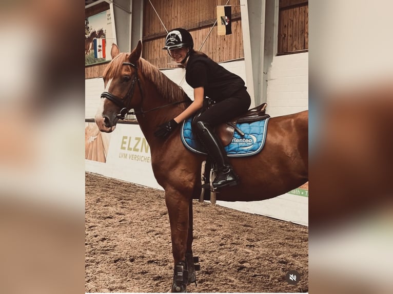 Mecklenburg Warmblood Mare 11 years 16 hh Chestnut-Red in Insel Poel