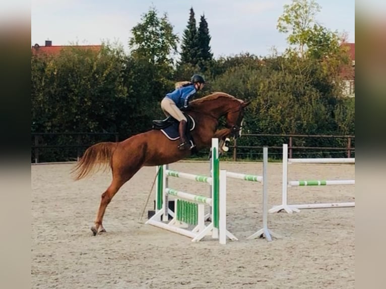 Mecklenburg Warmblood Mare 11 years 17,1 hh Chestnut-Red in Bad Doberan