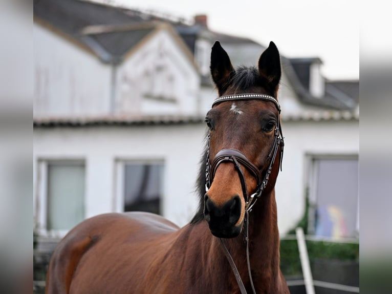 Mecklenburg Warmblood Mare 12 years 16,2 hh Brown in Mallentin