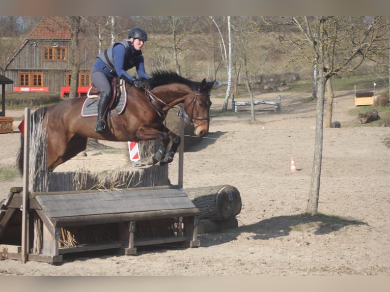 Mecklenburg Warmblood Mare 12 years 16,2 hh Brown in Mallentin