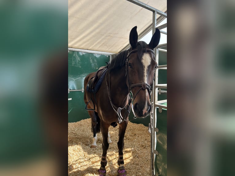 Mecklenburg Warmblood Mare 12 years 16.3 hh Bay-Dark in Schenefeld