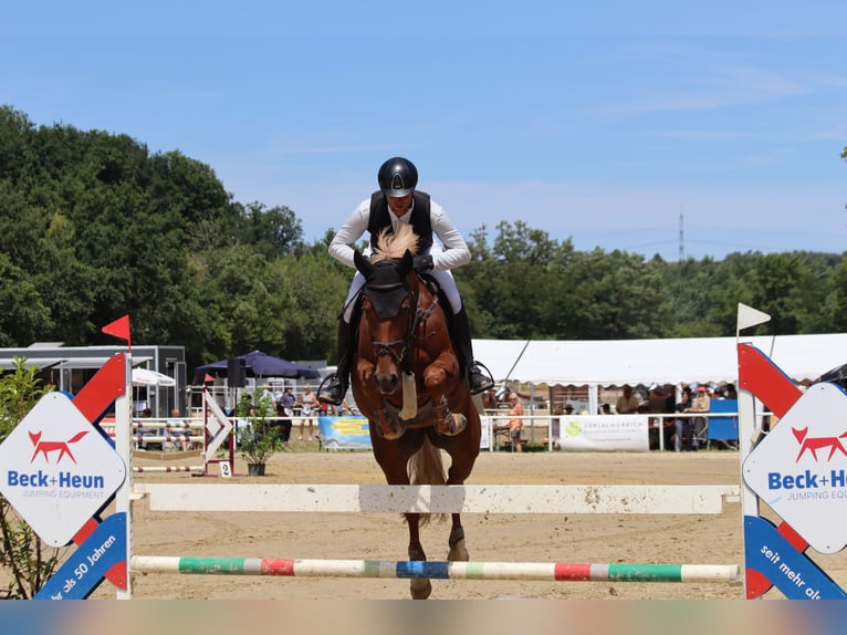 Mecklenburg Warmblood Mare 12 years 16,1 hh Chestnut-Red in Kirkel