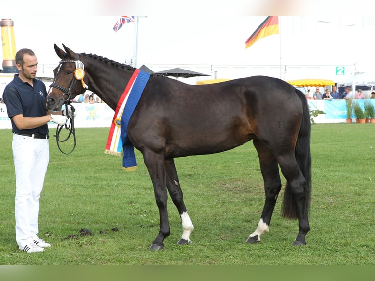 Mecklenburg Warmblood Mare 12 years 16,1 hh Smoky-Black in R&#xFC;dnitz