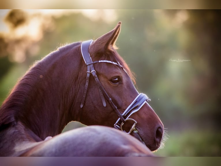 Mecklenburg Warmblood Mare 12 years 16,1 hh Smoky-Black in R&#xFC;dnitz