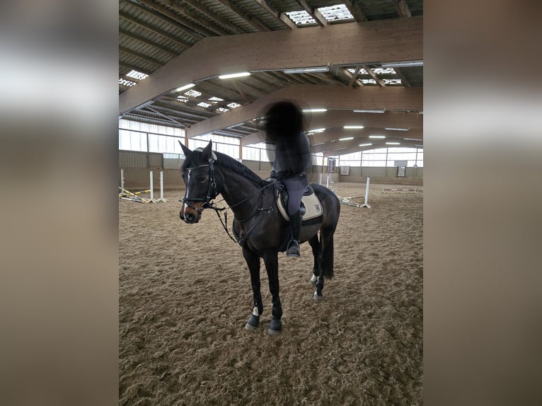 Mecklenburg Warmblood Mare 12 years 16,1 hh Smoky-Black in R&#xFC;dnitz