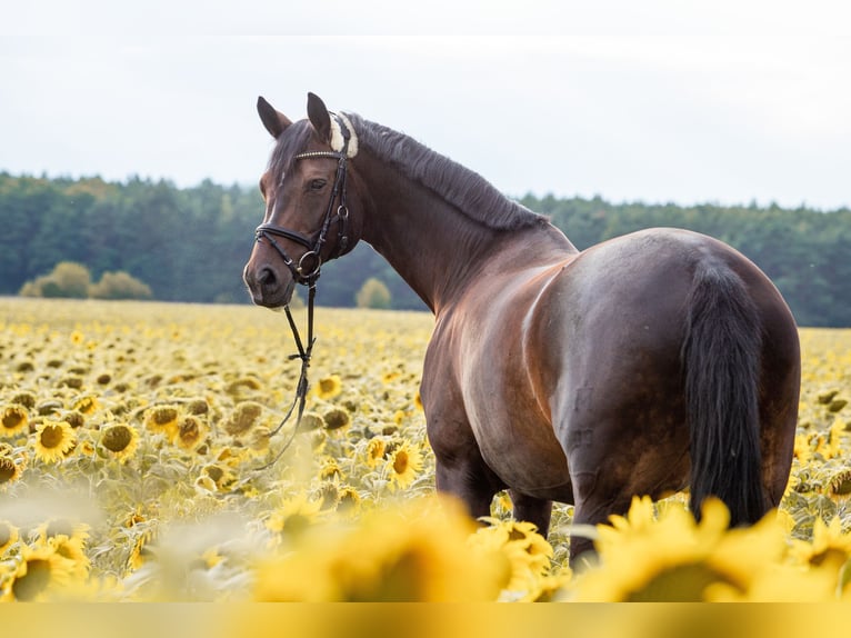 Mecklenburg Warmblood Mare 12 years 16,1 hh Smoky-Black in R&#xFC;dnitz