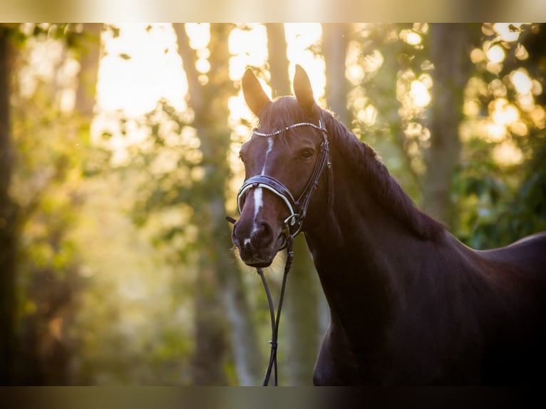 Mecklenburg Warmblood Mare 12 years 16,1 hh Smoky-Black in R&#xFC;dnitz