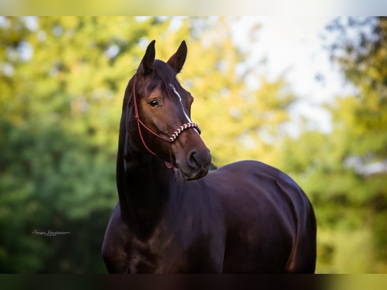 Mecklenburg Warmblood Mare 12 years 16,1 hh Smoky-Black in R&#xFC;dnitz