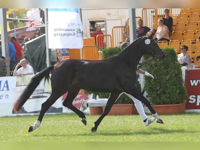 Mecklenburg Warmblood Mare 12 years 16,1 hh Smoky-Black in R&#xFC;dnitz