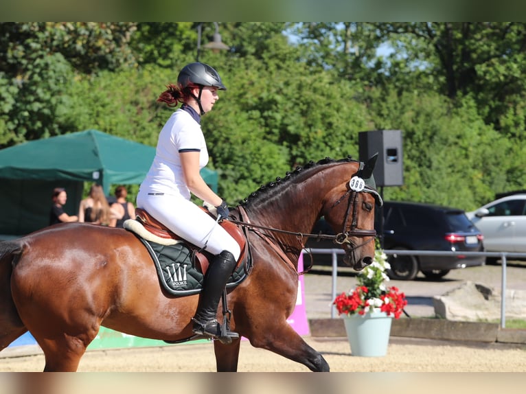 Mecklenburg Warmblood Mare 12 years 17 hh Bay-Dark in Königslutter am Elm