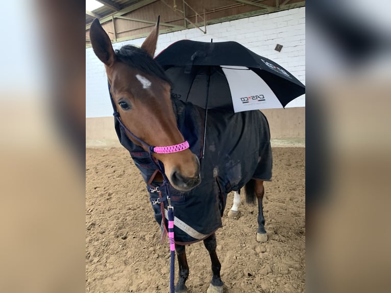 Mecklenburg Warmblood Mare 12 years 17 hh Brown in Warendorf