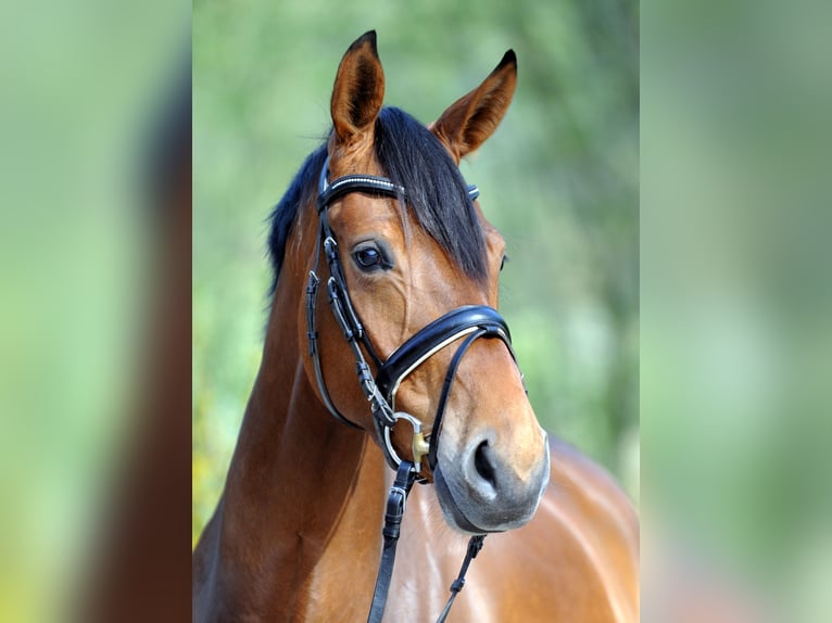 Mecklenburg Warmblood Mare 12 years 17 hh Brown in Warendorf