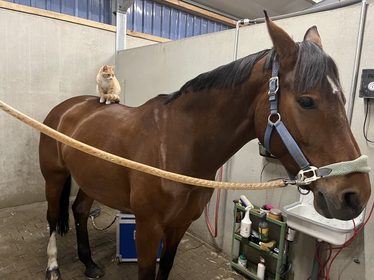 Mecklenburg Warmblood Mare 12 years 17 hh Brown in Warendorf