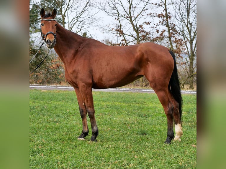 Mecklenburg Warmblood Mare 12 years 17 hh Brown in Galenberg