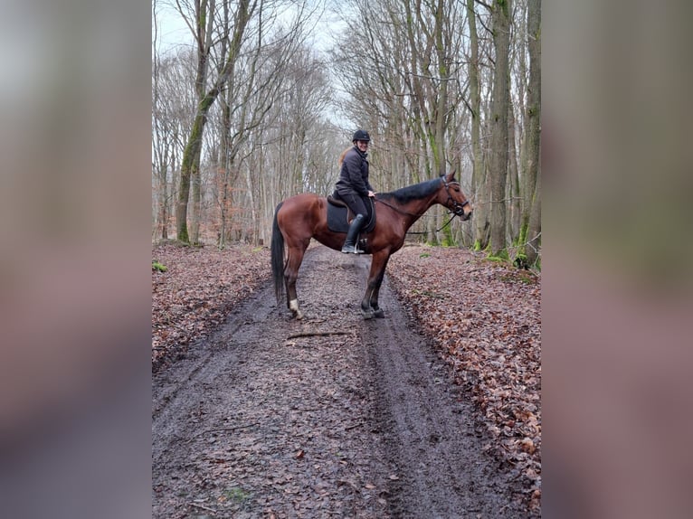 Mecklenburg Warmblood Mare 12 years 17 hh Brown in Galenberg