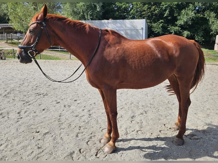 Mecklenburg Warmblood Mare 12 years Chestnut-Red in Barth