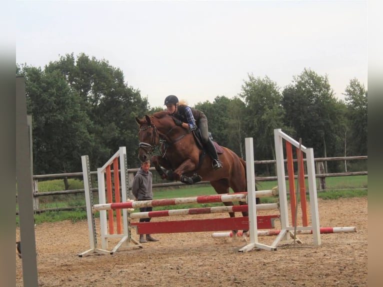 Mecklenburg Warmblood Mare 13 years 16,2 hh Chestnut-Red in Hagen im Bremischen