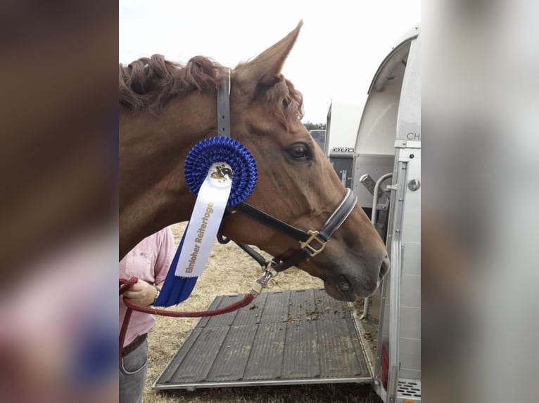 Mecklenburg Warmblood Mare 13 years 16,2 hh Chestnut-Red in Hagen im Bremischen