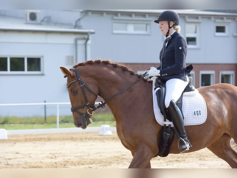 Mecklenburg Warmblood Mare 13 years 16,2 hh Chestnut-Red in Hagen im Bremischen