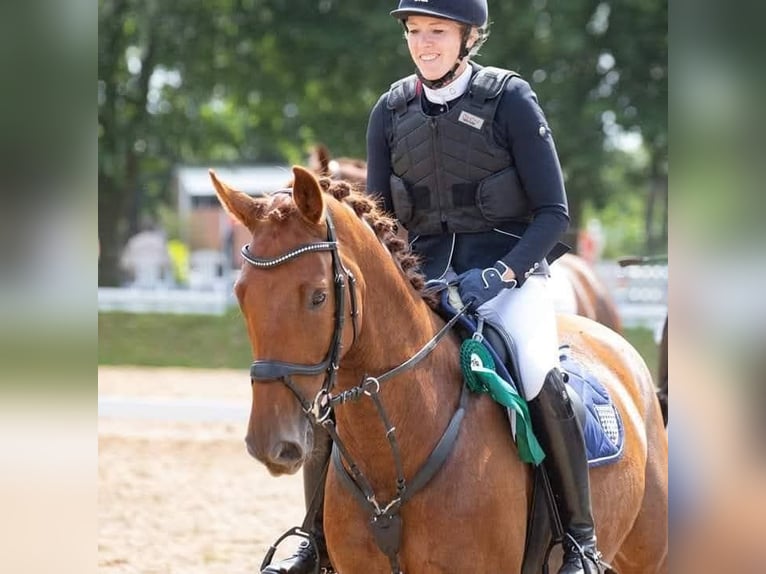 Mecklenburg Warmblood Mare 13 years 16,2 hh Chestnut-Red in Hagen im Bremischen