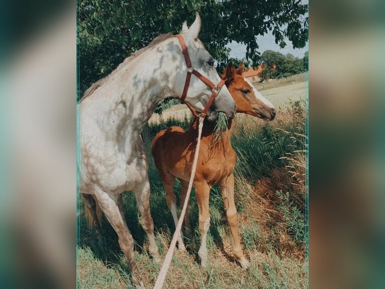 Mecklenburg Warmblood Mare 13 years 16,1 hh Grey in Steinhagen