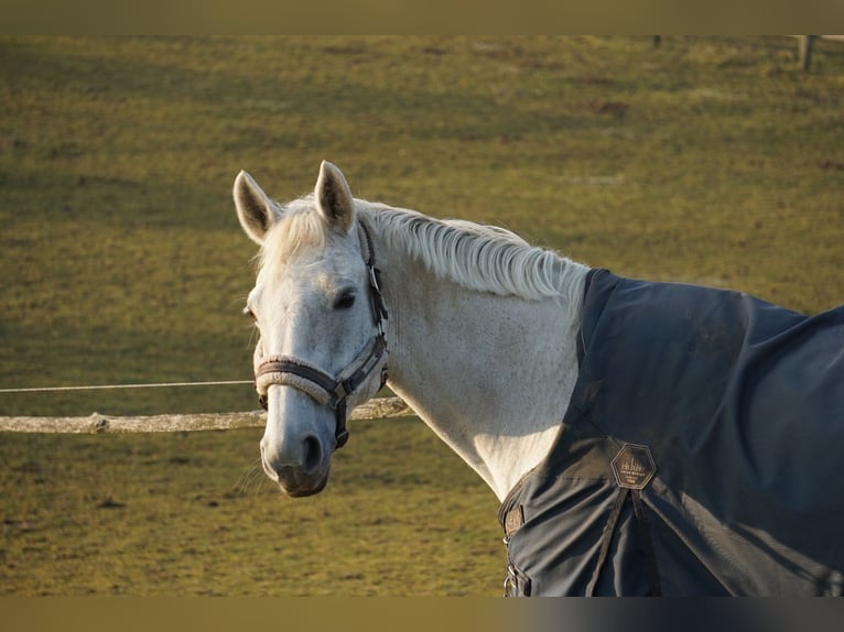 Mecklenburg Warmblood Mare 14 years 16 hh Grey in Kükels