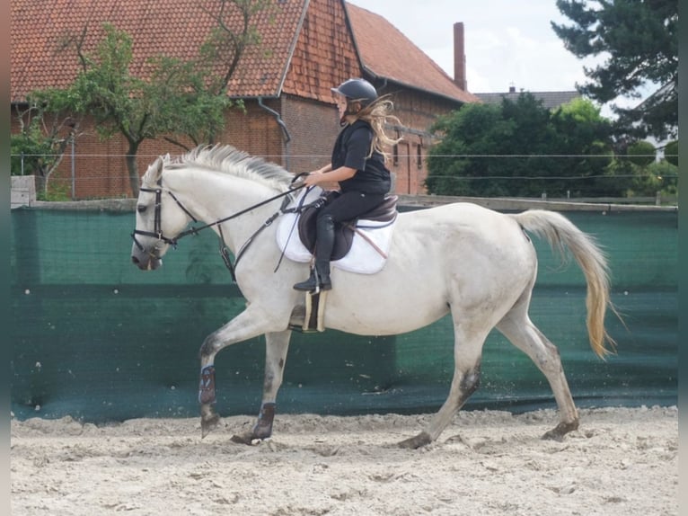 Mecklenburg Warmblood Mare 14 years 16,1 hh Gray in Springe