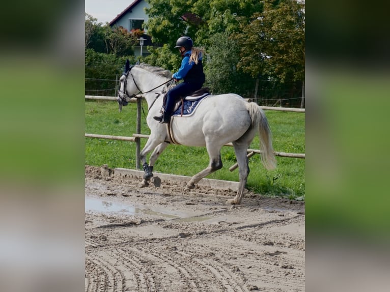 Mecklenburg Warmblood Mare 14 years 16,1 hh Gray in Springe