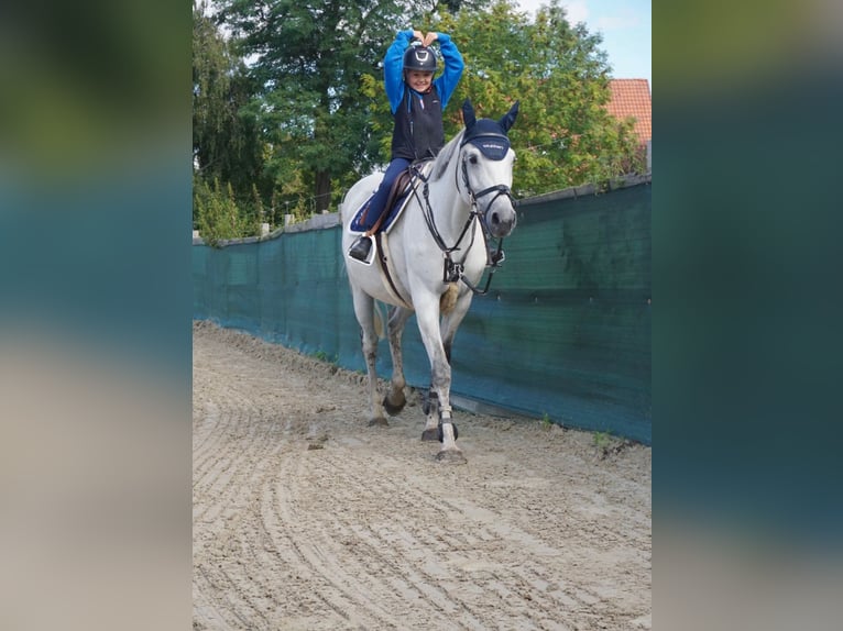 Mecklenburg Warmblood Mare 14 years 16,1 hh Gray in Springe