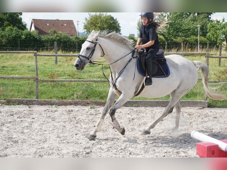 Mecklenburg Warmblood Mare 14 years 16,1 hh Gray in Springe