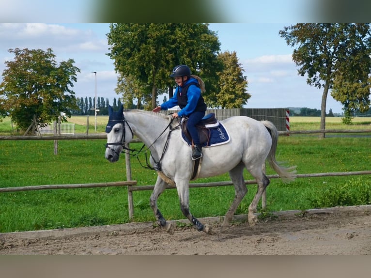 Mecklenburg Warmblood Mare 14 years 16,1 hh Gray in Springe