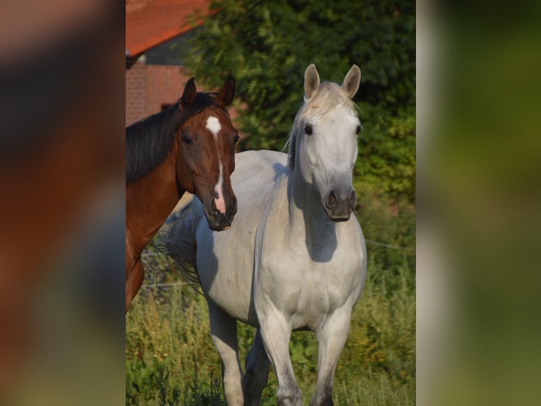 Mecklenburg Warmblood Mare 14 years 16,1 hh Gray in Springe