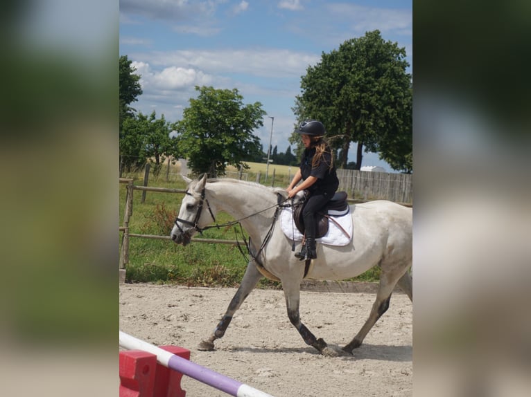 Mecklenburg Warmblood Mare 14 years 16,1 hh Gray in Springe