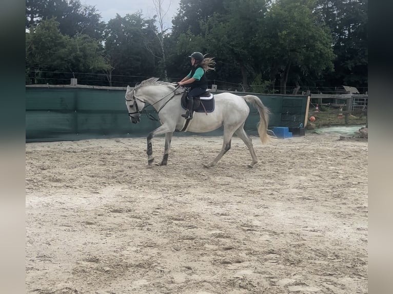 Mecklenburg Warmblood Mare 14 years 16,1 hh Gray in Springe