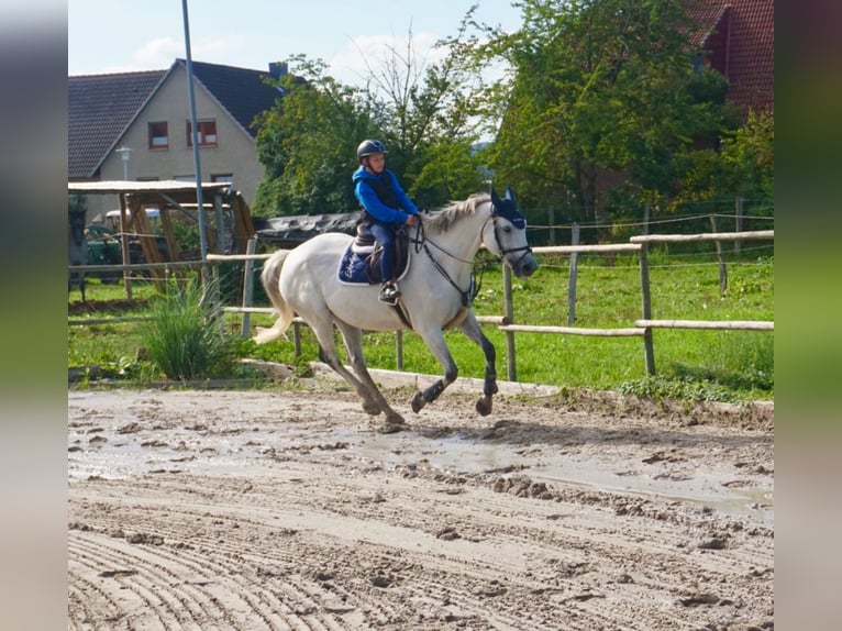 Mecklenburg Warmblood Mare 14 years 16,1 hh Gray in Springe