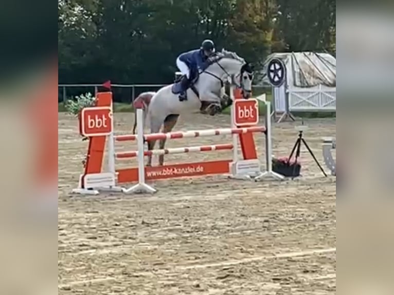 Mecklenburg Warmblood Mare 14 years 16,1 hh Gray in Springe