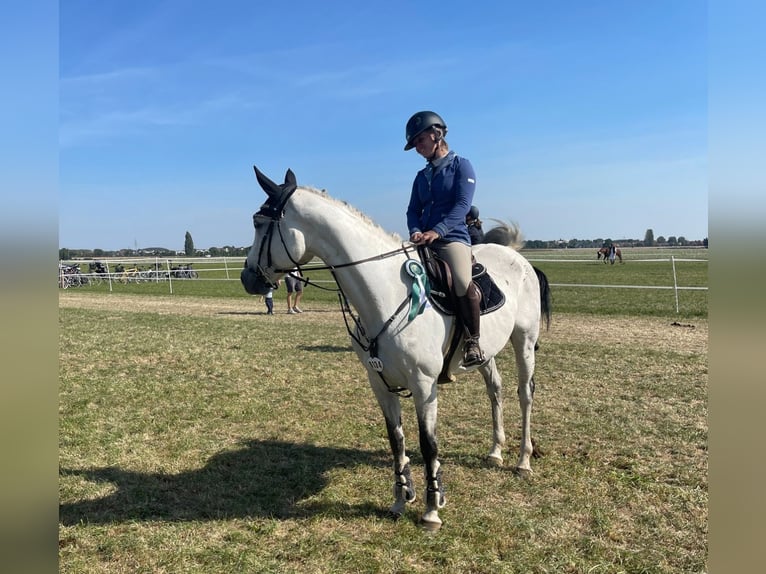 Mecklenburg Warmblood Mare 14 years 16,1 hh Gray in Springe