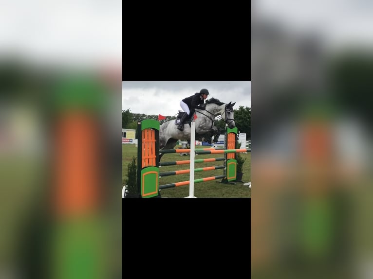 Mecklenburg Warmblood Mare 14 years 16,2 hh Grey in Kuhstorf