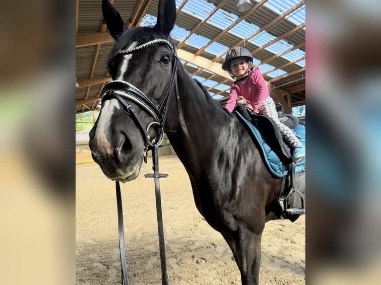 Mecklenburg Warmblood Mare 14 years 17.2 hh Black in Zweibrücken