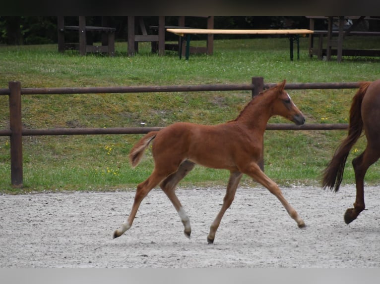 Mecklenburg Warmblood Mare 14 years Chestnut-Red in Barth