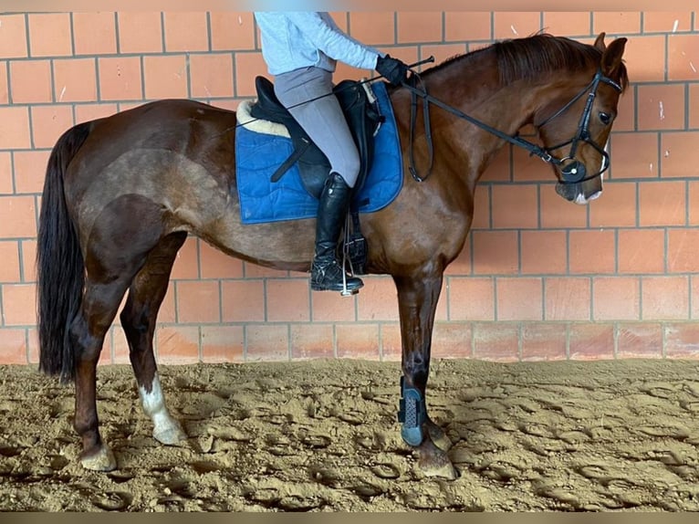 Mecklenburg Warmblood Mare 14 years Chestnut in Barth