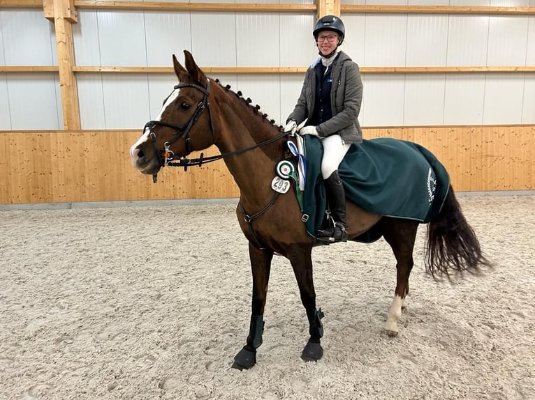 Mecklenburg Warmblood Mare 14 years Chestnut in Barth