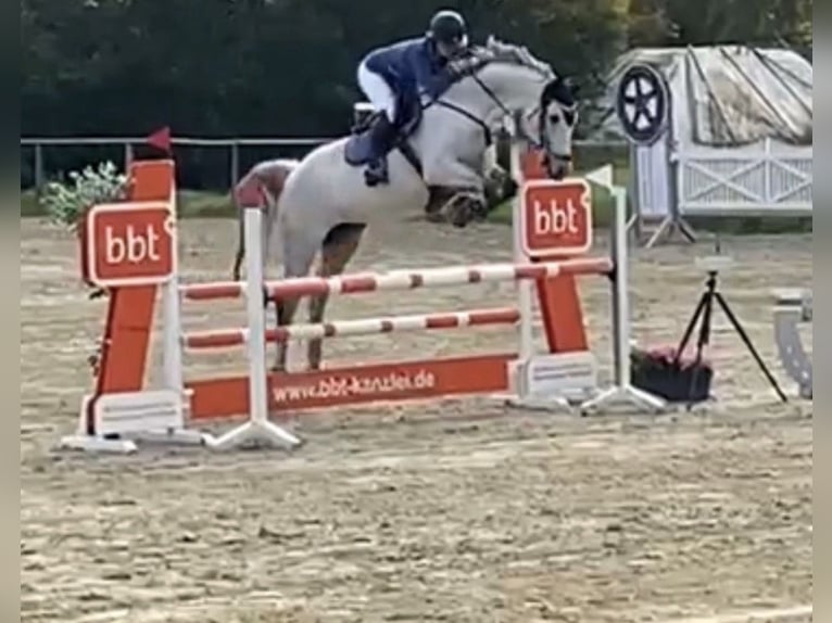 Mecklenburg Warmblood Mare 15 years 16.1 hh Grey in Springe