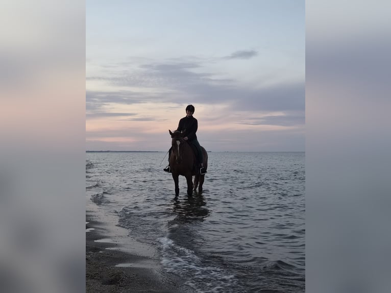 Mecklenburg Warmblood Mare 15 years 16 hh Chestnut in Wagersrott