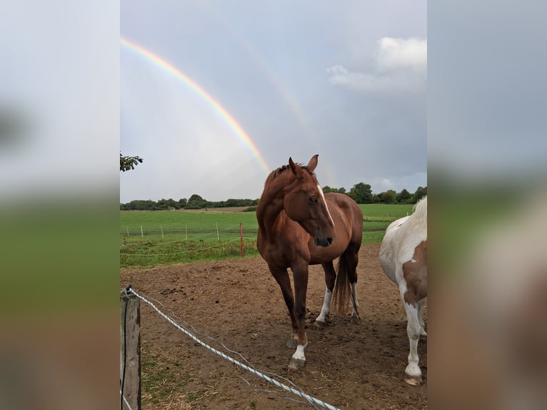 Mecklenburg Warmblood Mare 15 years 16 hh Chestnut in Wagersrott