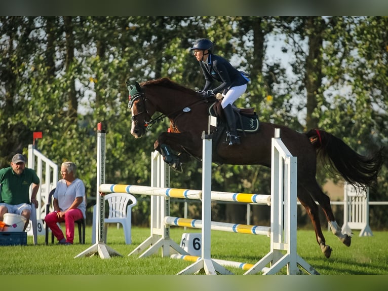 Mecklenburg Warmblood Mare 15 years 16 hh Chestnut in Pruchten
