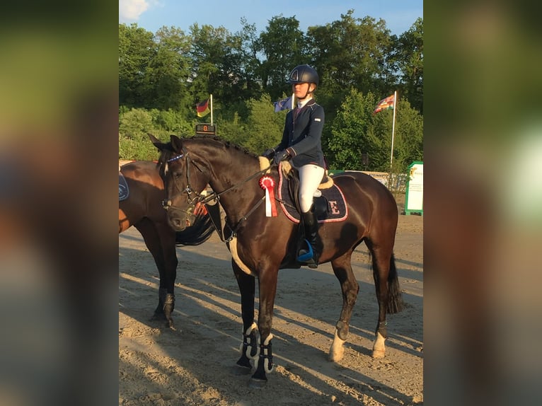 Mecklenburg Warmblood Mare 15 years 16 hh Smoky-Black in Georgsmarienhütte