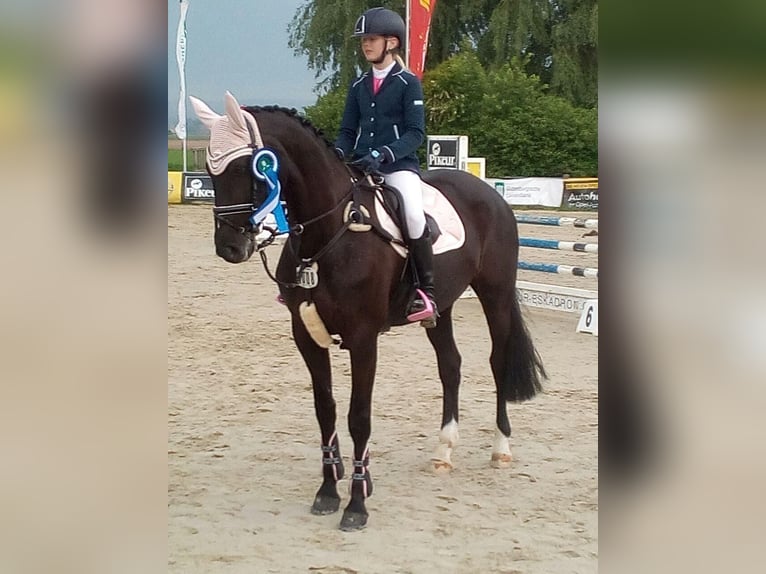 Mecklenburg Warmblood Mare 15 years 16 hh Smoky-Black in Georgsmarienhütte