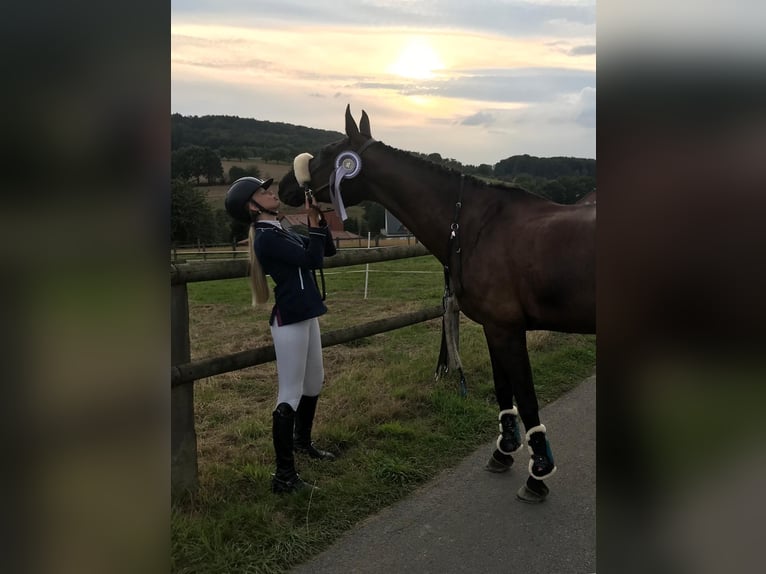 Mecklenburg Warmblood Mare 15 years 16 hh Smoky-Black in Georgsmarienhütte